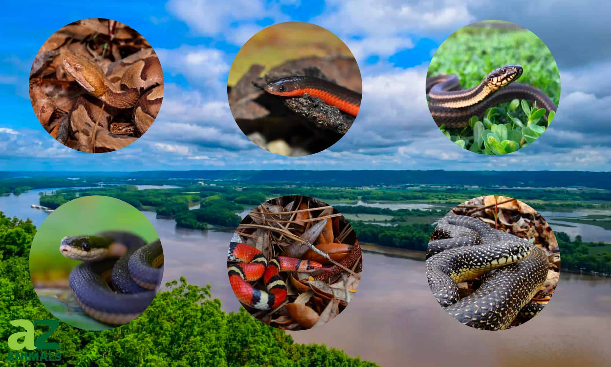 51 serpenti trovati in Mississippi (6 sono velenosi)