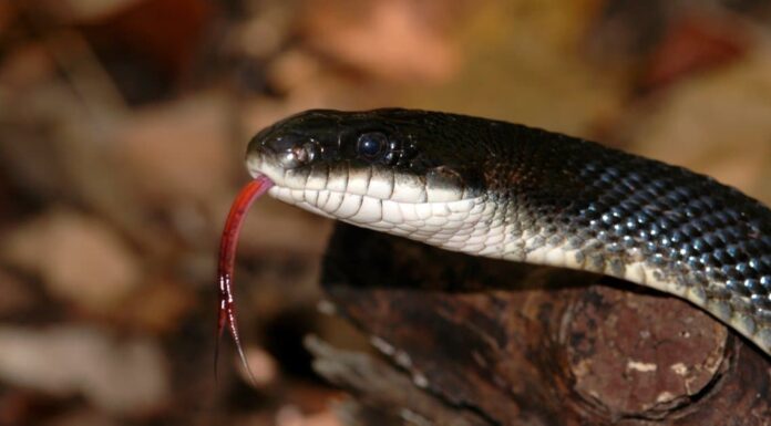 6 serpenti che possono arrampicarsi sugli alberi (e divertirsi!)
