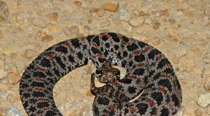 The Copperhead&rsquo;s scales are keeled, and their eyes have vertical pupils that make them resemble cat&rsquo;s eyes.