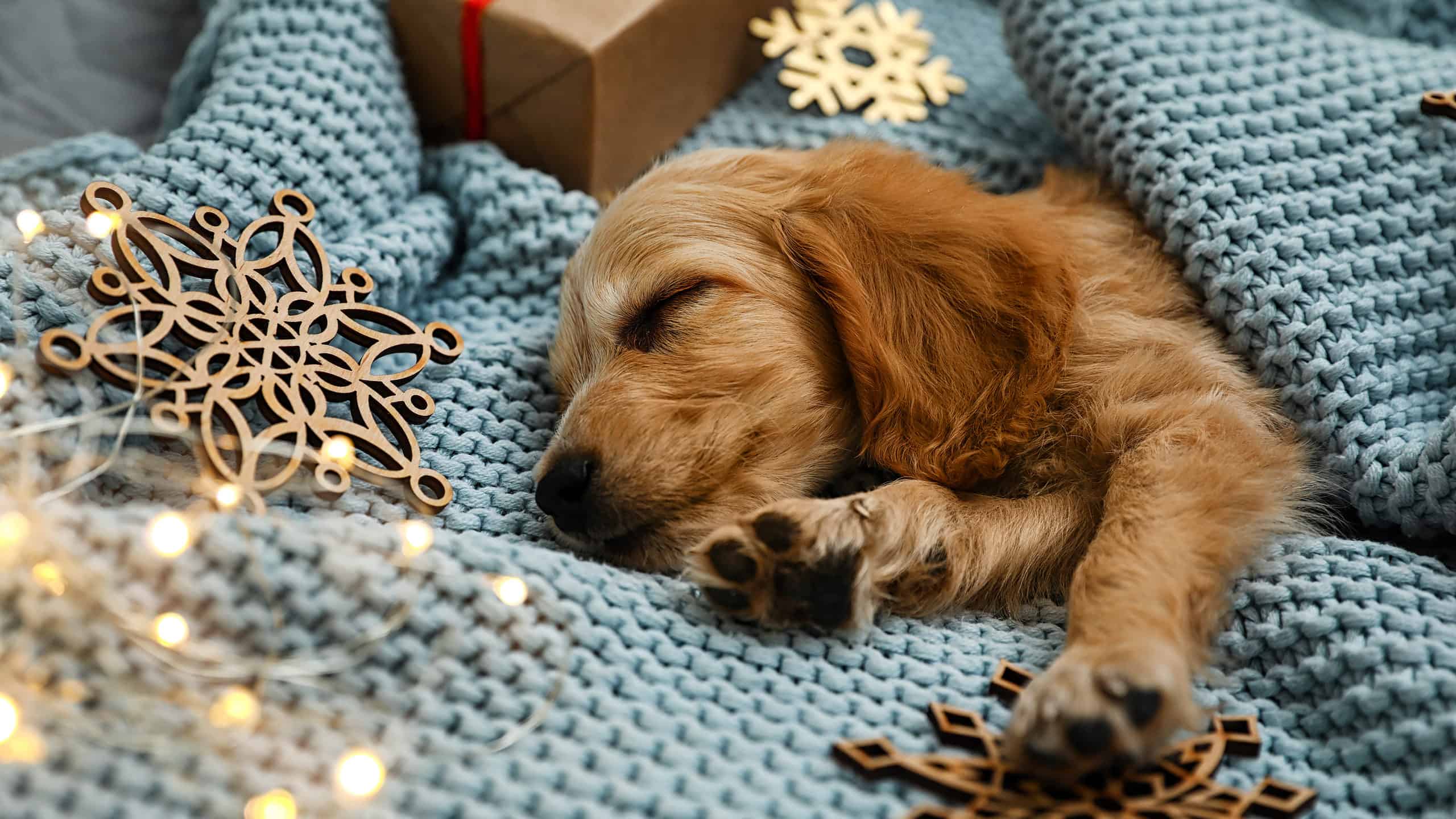 7 adorabili cuccioli di Oklahoma City da adottare per Natale