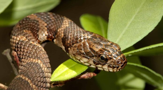 7 serpenti neri nel Vermont
