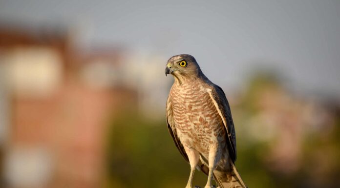 7 tipi di falchi in Colorado - con immagini!
