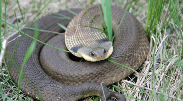 8 Incredibili Fatti Del Serpente Hognose

