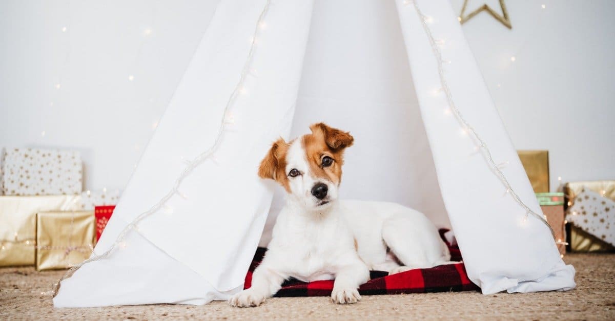 8 adorabili cuccioli di Memphis che puoi adottare questo Natale