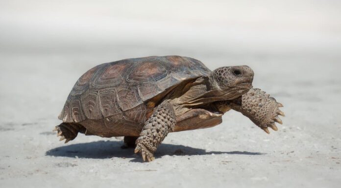 8 incredibili tartarughe in Louisiana
