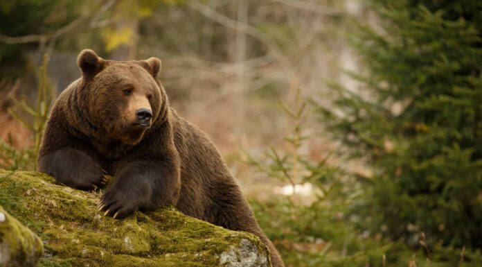  A quanto pare ora gli orsi possono aprire le portiere delle auto.  Grande!
