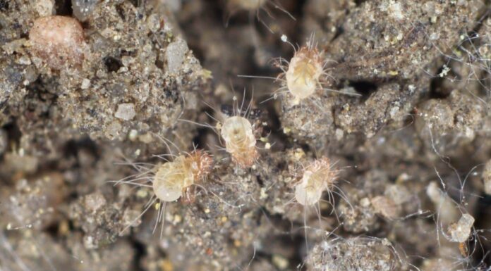 Acari della polvere e cimici dei letti: qual è la differenza?
