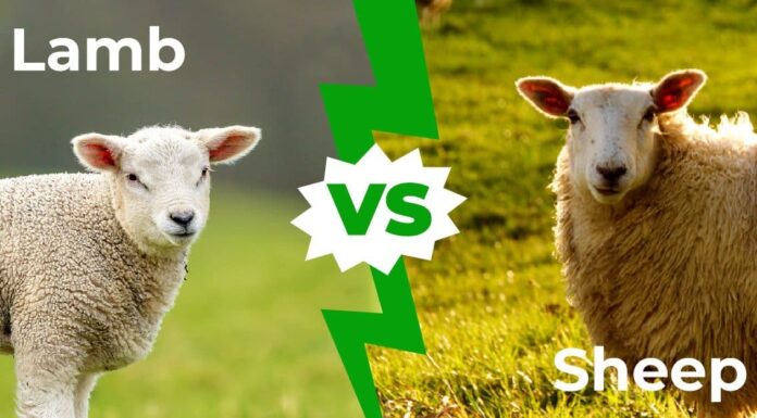 Agnelli contro pecore: spiegate le 5 principali differenze
