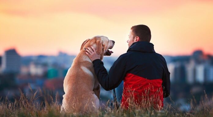 Ai cani piacciono i baci, davvero?
