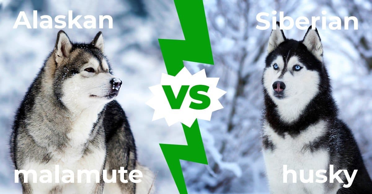 Alaskan Malamute vs Siberian Husky: 8 differenze chiave