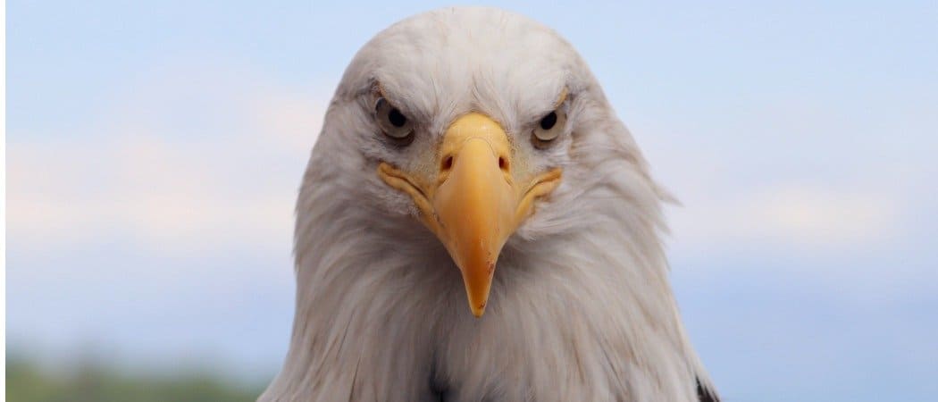 Animali in Nord America: specie uniche e dove trovarle