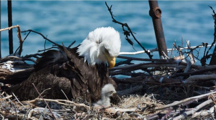 Aquila calva femmina: che aspetto hanno e differenze rispetto ai maschi
