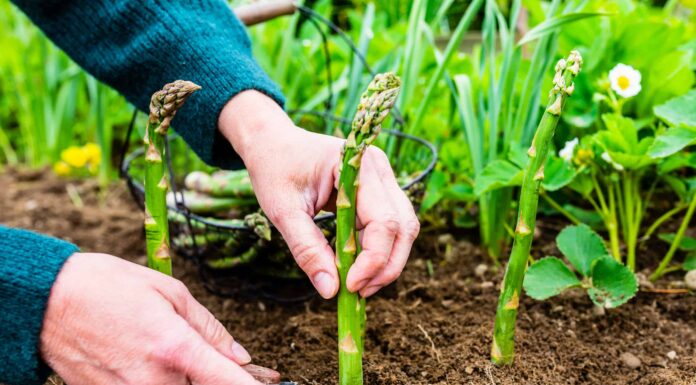 Asparagi bianchi e asparagi verdi: quali sono le loro differenze?
