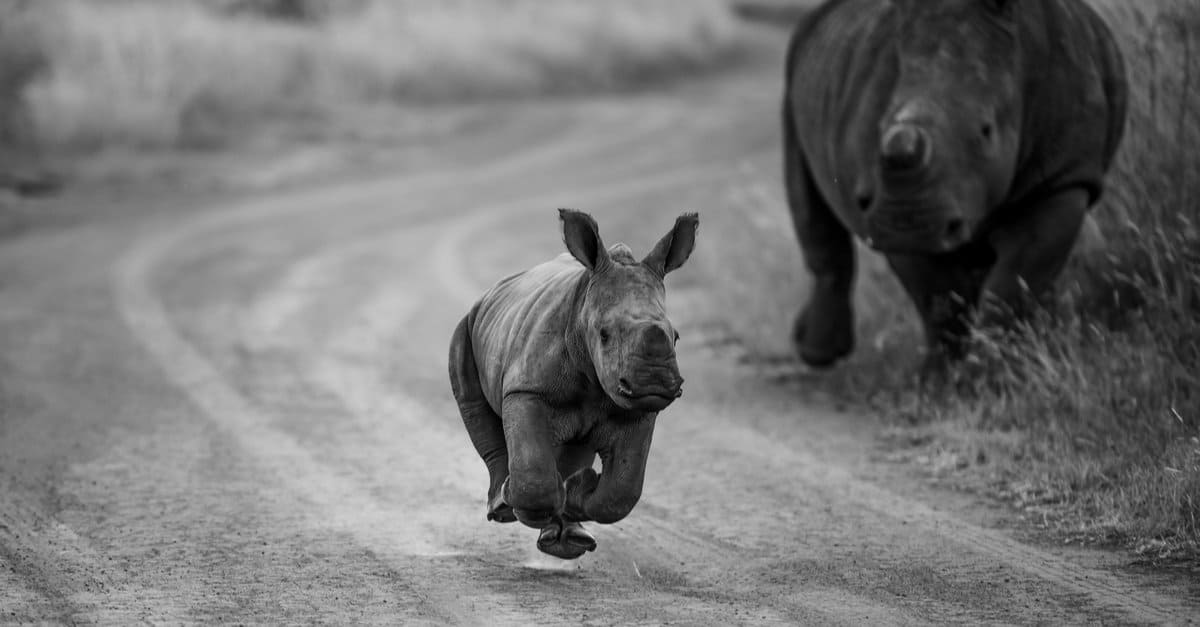 Baby Rhino incontra un leone più grande di loro e non sembra infastidito