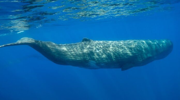 Bene, perché i capodogli sono chiamati capodogli?
