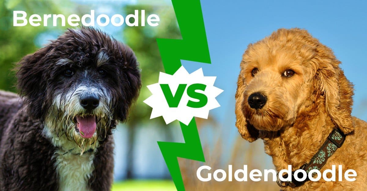 Bernedoodle vs Goldendoodle: le 6 differenze chiave spiegate