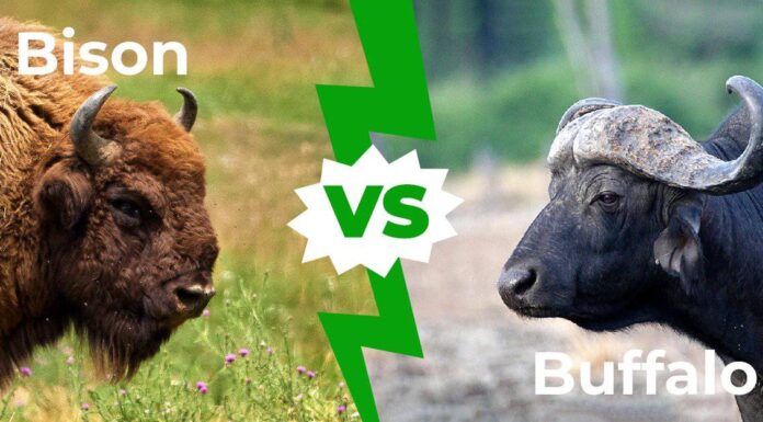 Bison vs Buffalo: 6 differenze chiave
