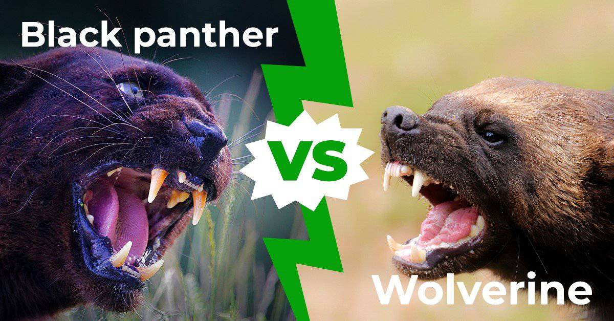 Black Panther vs Wolverine: le 5 differenze chiave