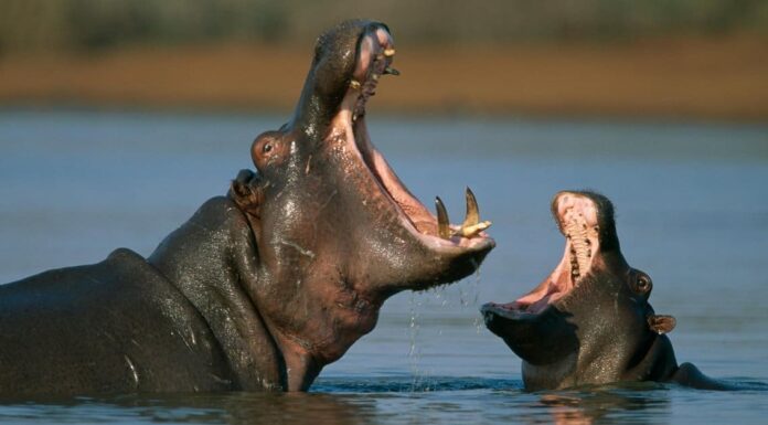 Bocca di ippopotamo: dimensioni e fatti
