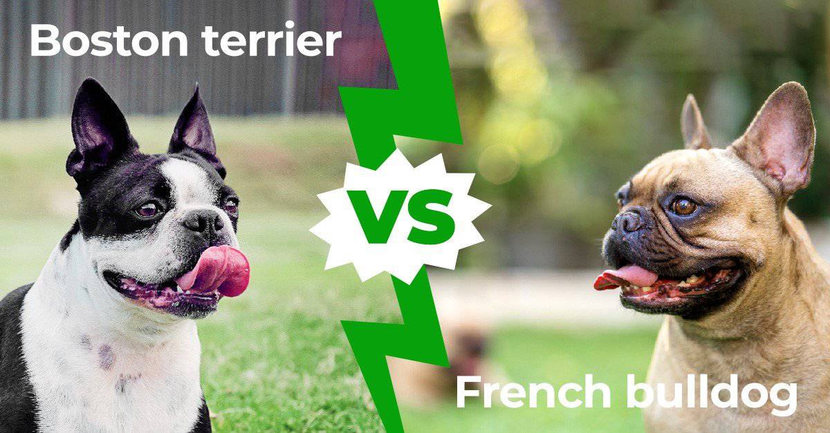 Boston Terrier vs Bulldog francese: spiegate le 8 differenze principali
