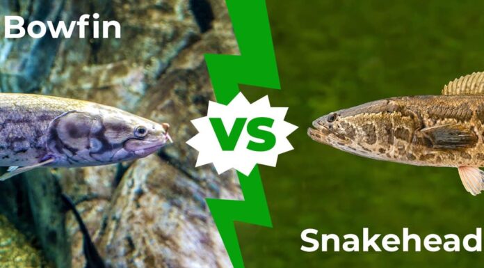 Bowfin contro Snakehead: le 5 differenze chiave
