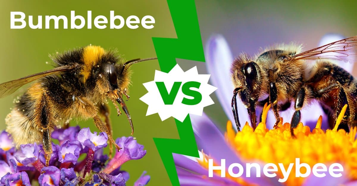 Bumblebee vs. Honeybee: le 8 differenze chiave spiegate
