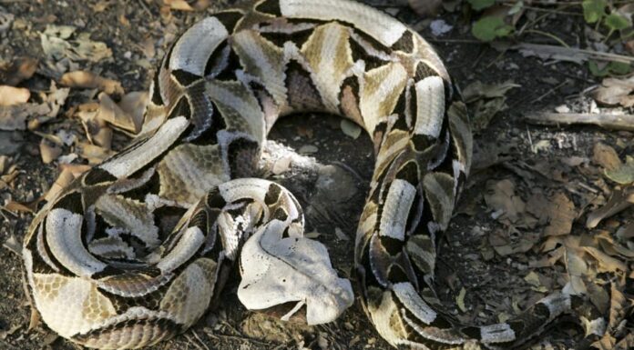 Bush Master vs Gaboon Viper: differenze chiave
