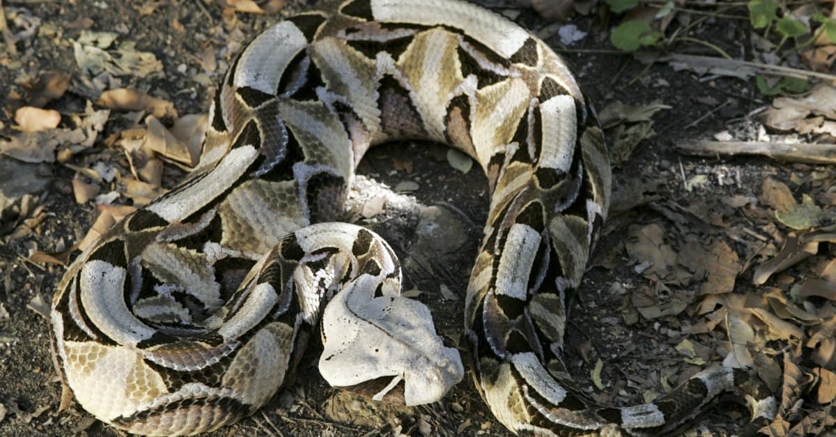 Bush Master vs Gaboon Viper: differenze chiave