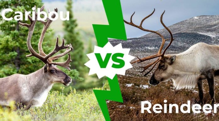 Caribou vs renne: spiegate 4 principali differenze
