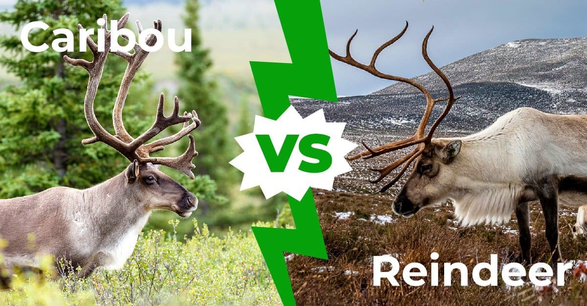 Caribou vs renne: spiegate 4 principali differenze