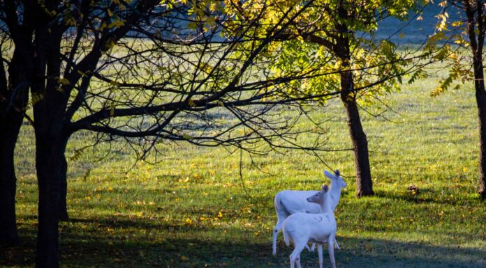 Cervo albino: quanto sono comuni i cervi bianchi?
