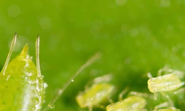 Che aspetto hanno gli afidi?
