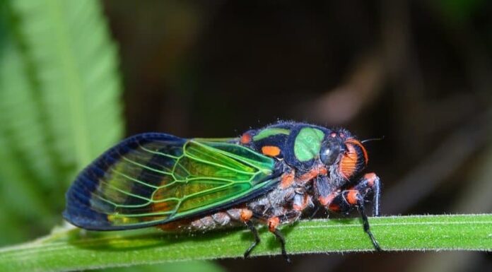 Cicale a New York: cosa sta succedendo ora?
