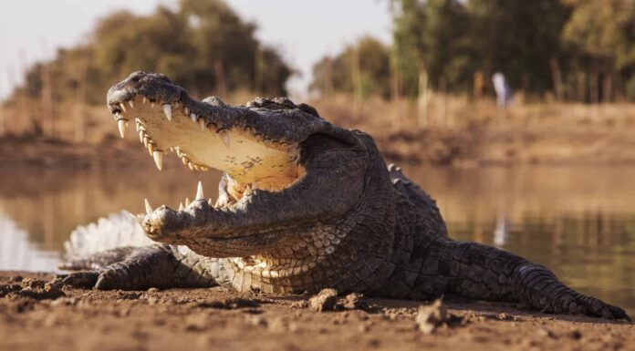 Coccodrillo gigantesco strappa zebre che attraversano un fiume
