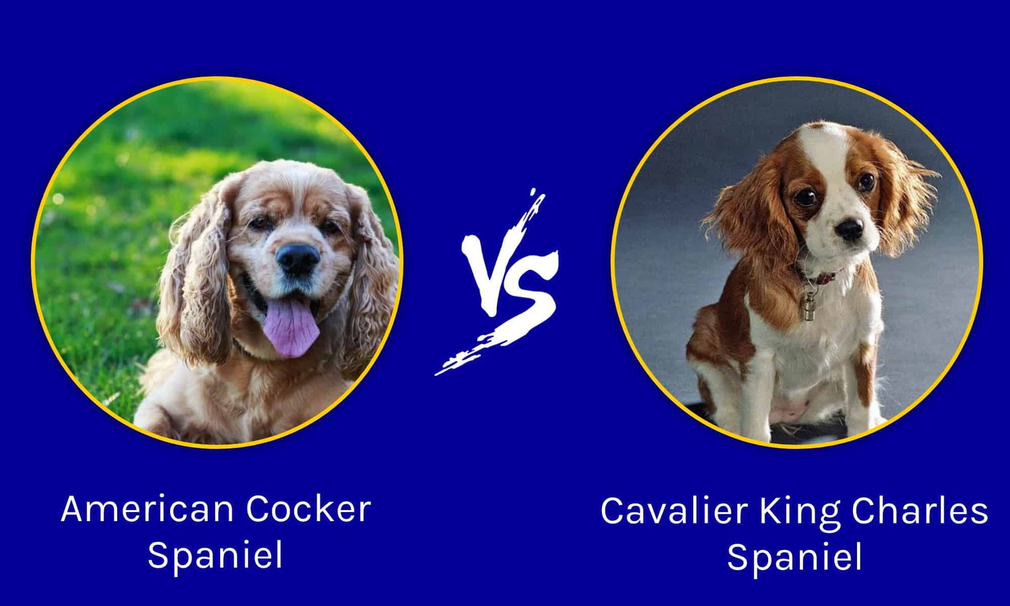 Cocker Spaniel americano vs Cavalier King Charles Spaniel: qual è la differenza?