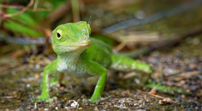 Five-lined Skink Lizard on the sand.