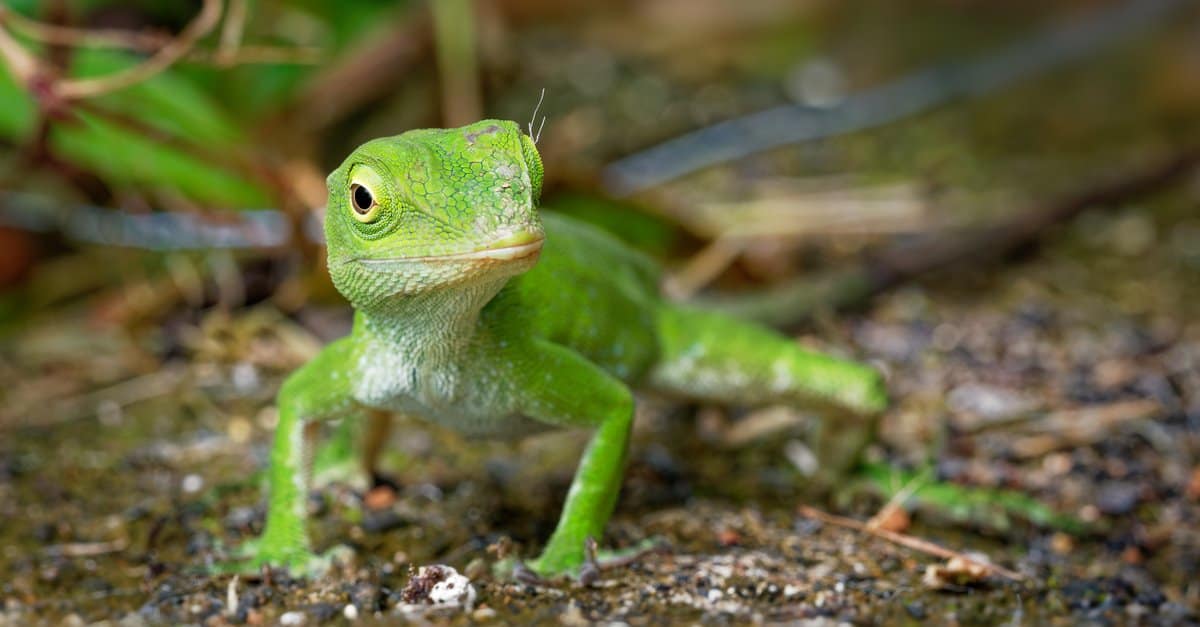 Five-lined Skink Lizard on the sand.