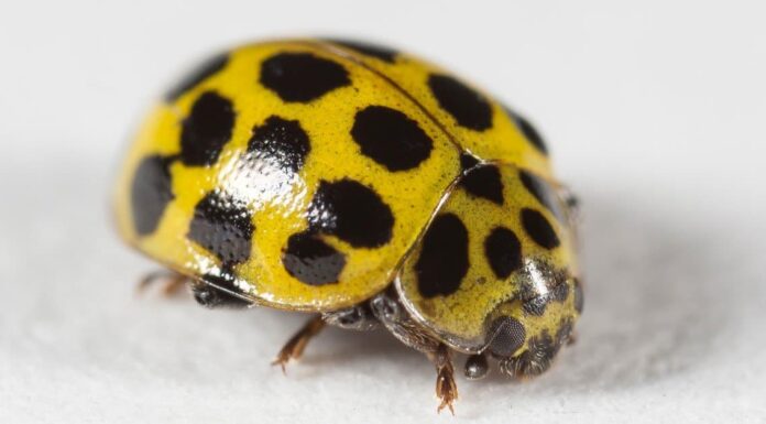 Come sbarazzarsi degli scarabei di zucca?
