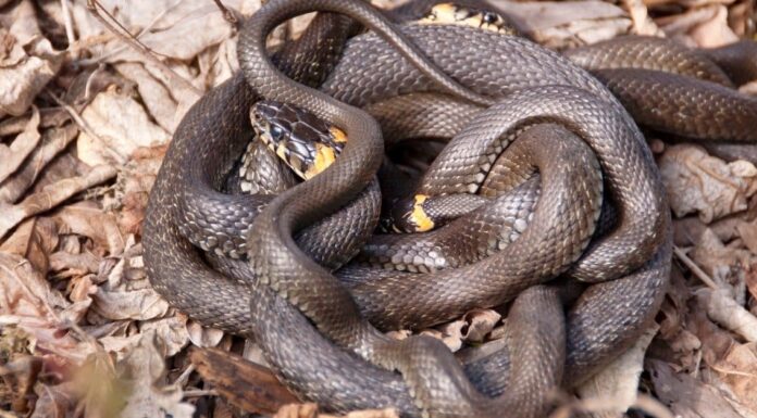 Come si accoppiano i serpenti?
