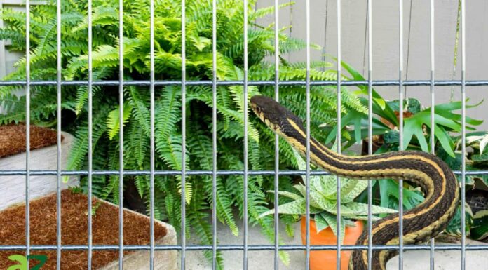 Come tenere i serpenti da giardino fuori dal tuo cortile e giardino?
