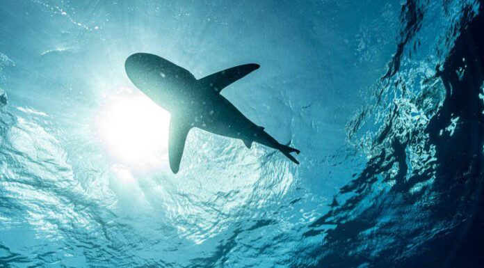 Cosa mangia gli squali?
