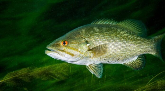 A The 8 Best Children&rsquo;s Books About Sharks Available Today