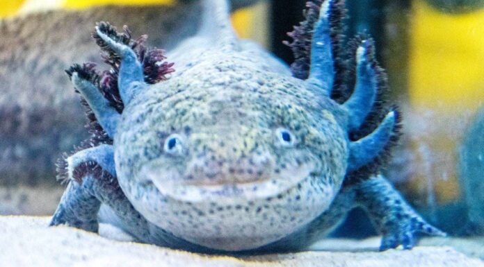 Cosa mangiano gli Axolotl?
