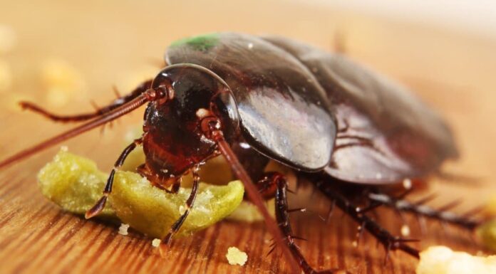 Cosa mangiano gli scarafaggi?
