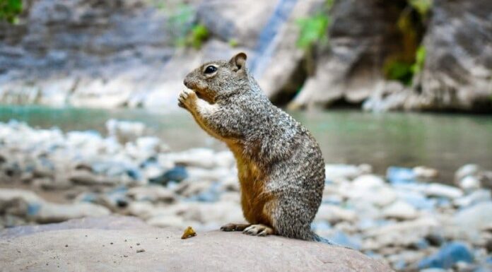 what do squirrels eat - squirrel eating by the water