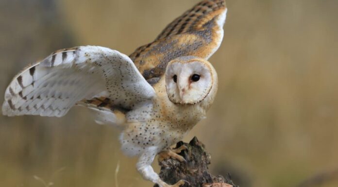  Cosa mangiano i barbagianni?  25 alimenti che consumano
