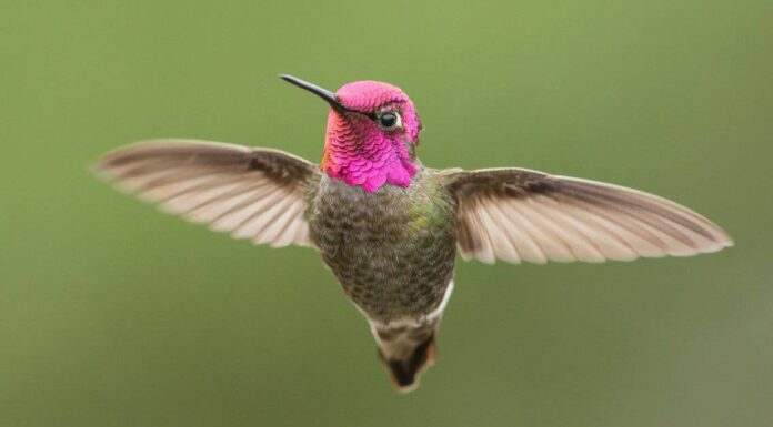 Cosa mangiano i colibrì?
