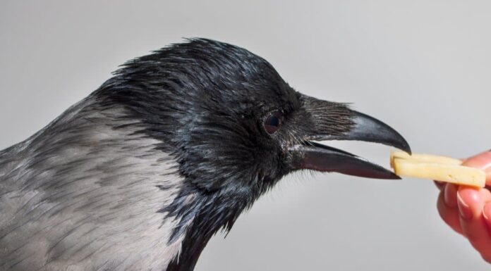  Cosa mangiano i corvi?  Oltre 15 alimenti che amano!
