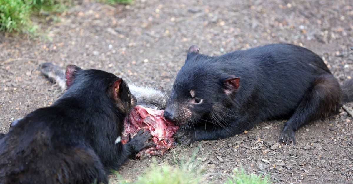 Animals That Stay Up All Night - Tasmanian devil