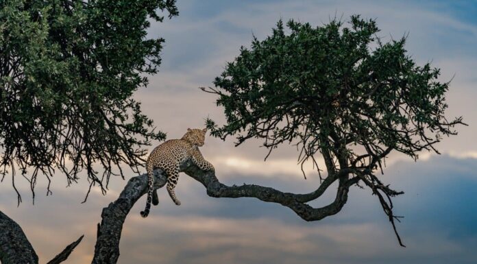 Cosa mangiano i leopardi?
